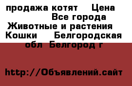 продажа котят  › Цена ­ 15 000 - Все города Животные и растения » Кошки   . Белгородская обл.,Белгород г.